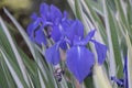 Variegated Japanese Iris laevigata Variegata, purple flowers Royalty Free Stock Photo